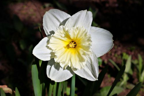 daffodil spring flowers