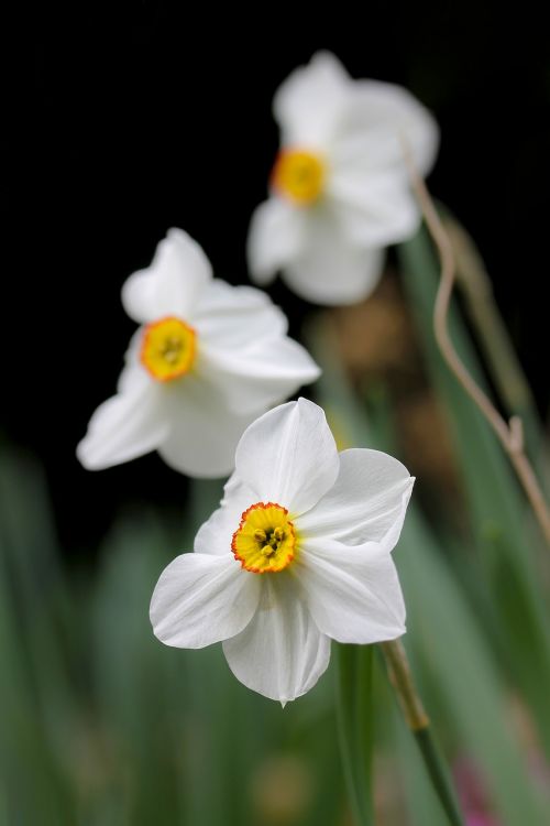 daffodil white daffodil spring flower
