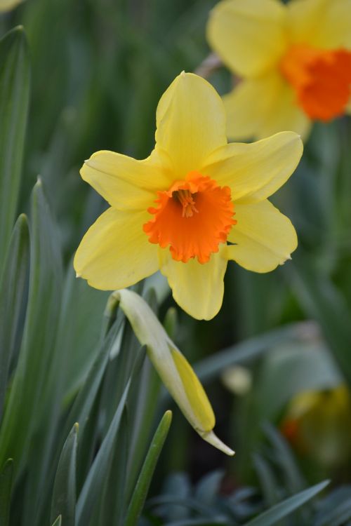 daffodil spring bloom