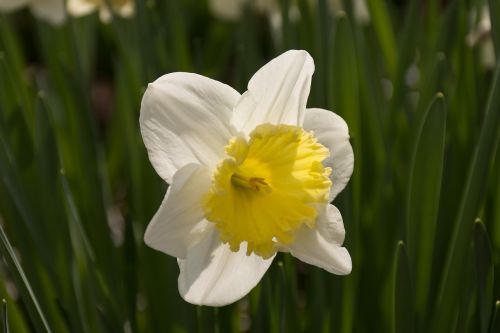daffodil flower easter
