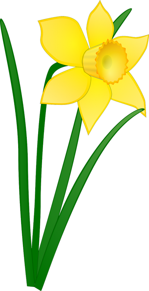 daffodil yellow flower