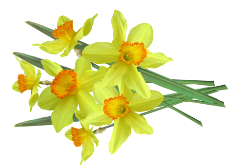 daffodil bunch cut