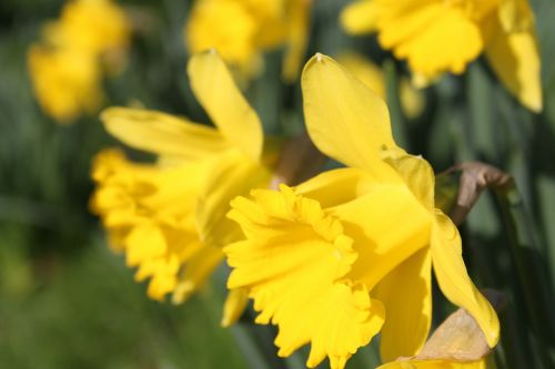 daffodil flower easter