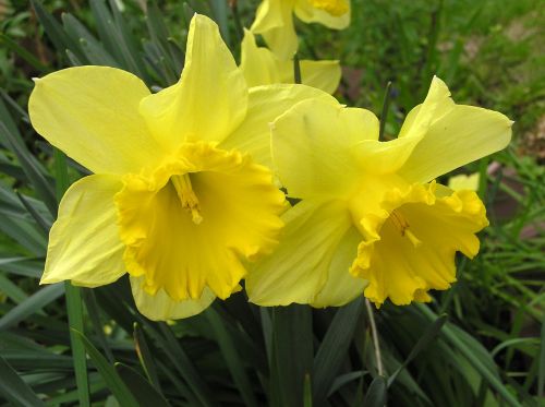 daffodil flowers bulbs