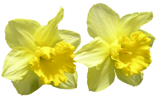 daffodil cut out