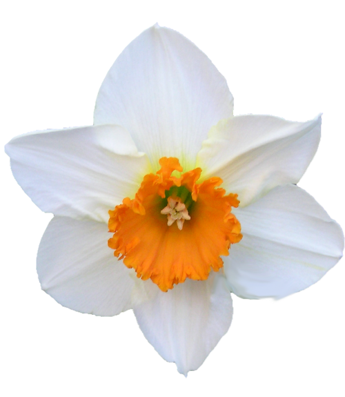 daffodil white and orange