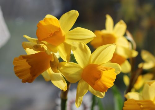 daffodil narcissus daffodils