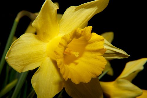 daffodil narcissus blossom