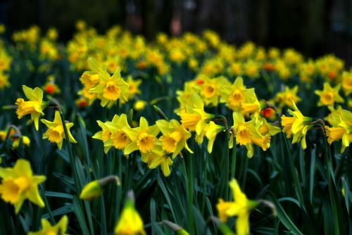daffodil jonquil daff