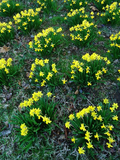 daffodil daffodils yellow
