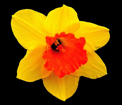 daffodil blossom bloom