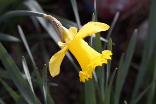 daffodil narcissus yellow