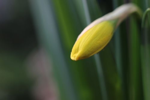 daffodil narcissus yellow