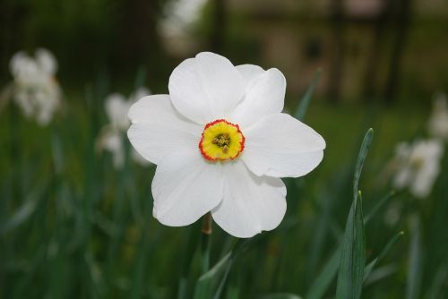 daffodil flower blossom