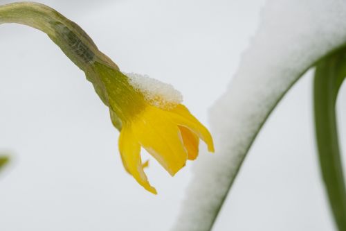 daffodil narcissus blossom