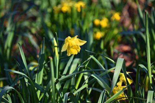 daffodil narcissus flower