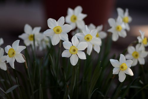 daffodil  flower  white