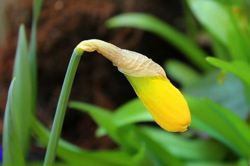 daffodil  bud  boost