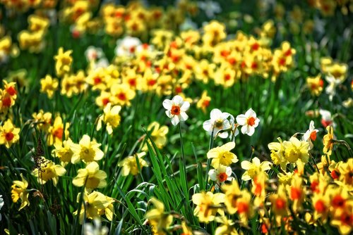 daffodil  flower  narcissus