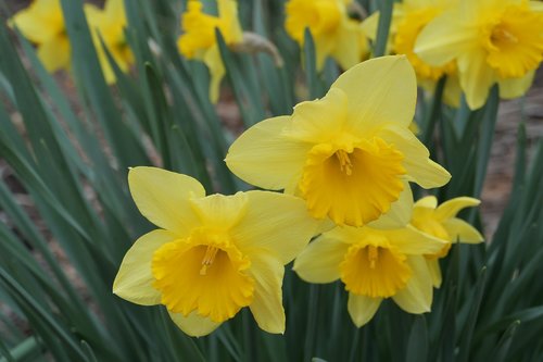 daffodil  narcissus  flora