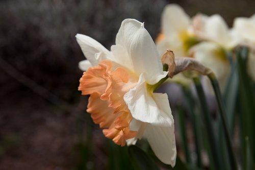 daffodil  narcissus  plant