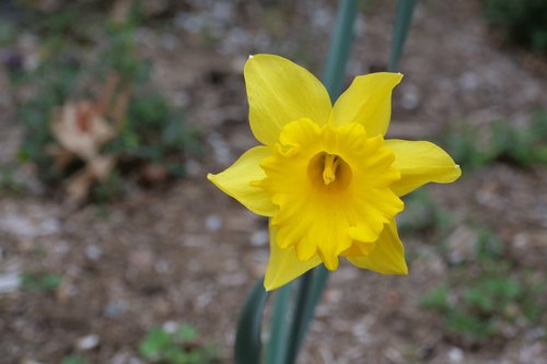 daffodil  yellow  nature