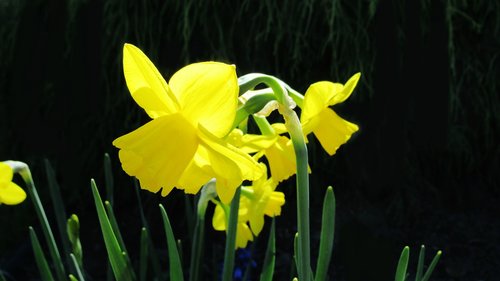 daffodil  yellow  flora
