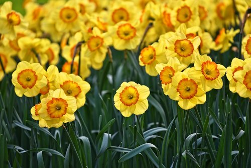 daffodil  flower  plant