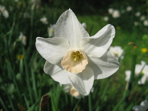 daffodil  flower  plant