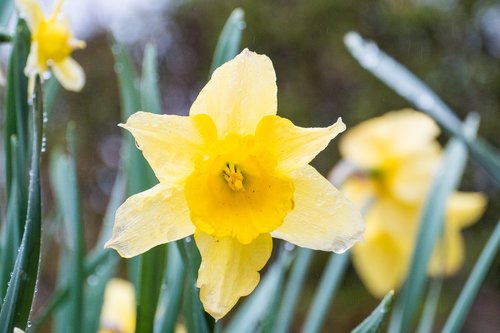 daffodil  yellow  nature