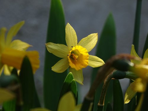 daffodil  yellow  flower