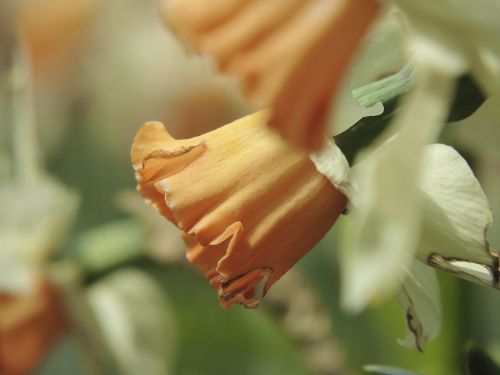 daffodil orange white