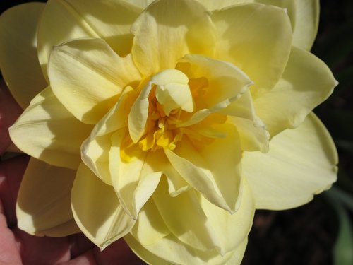 daffodil  double  flower