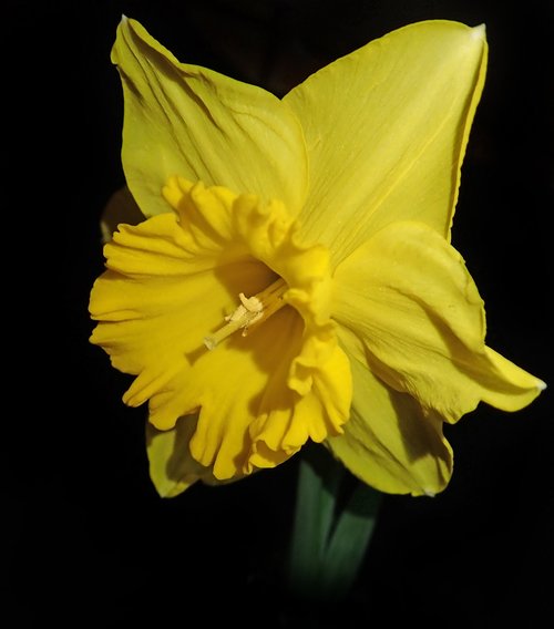 daffodil  flower  garden