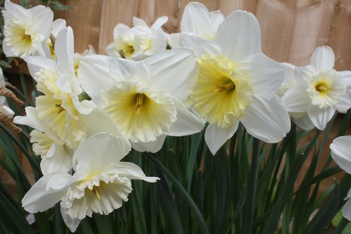 daffodil  narcissus  amaryllidaceae