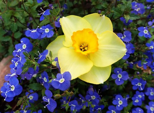daffodil  blue flowers  spring