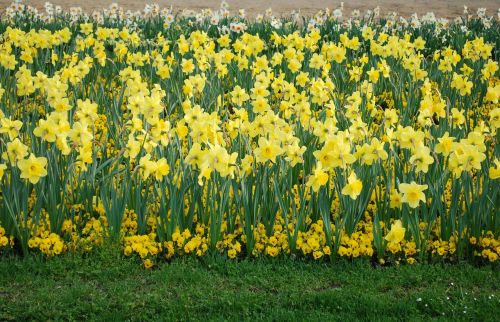 daffodil flowers nature