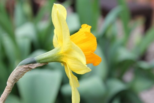 daffodil  flower  narcissus