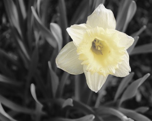 daffodil  black and white  flower
