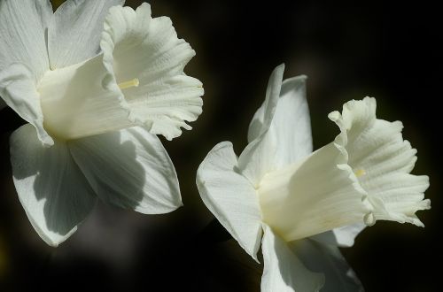 daffodil flower easter lily