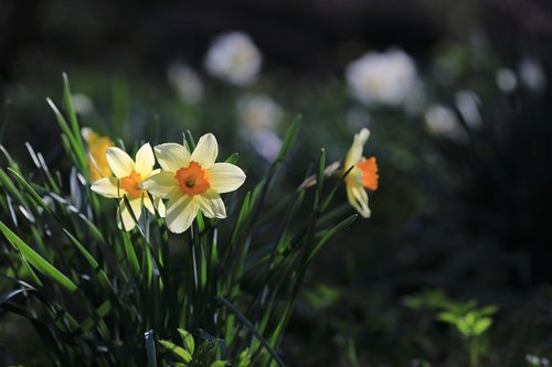 daffodil  floral  flower