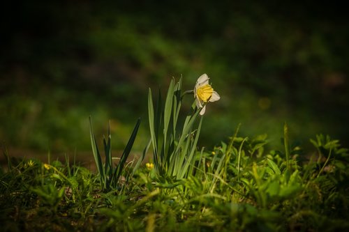 daffodil  spring  awakening
