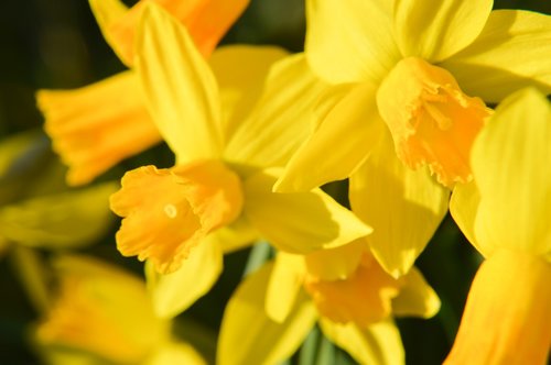 daffodil  flower  petals