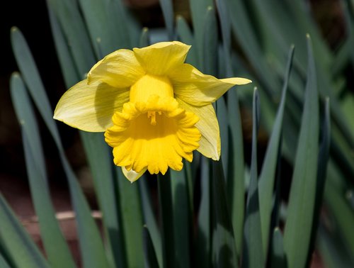 daffodil  narcissus  flower
