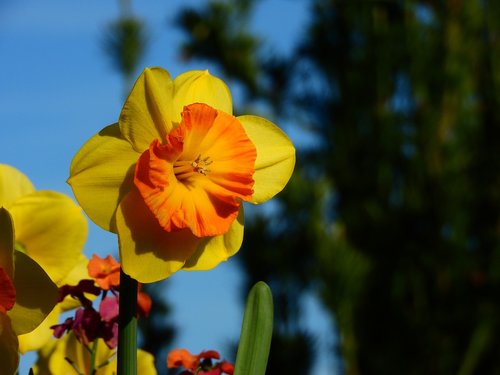 daffodil  narcissus  yellow