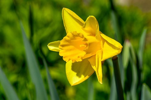 daffodil  yellow  close up