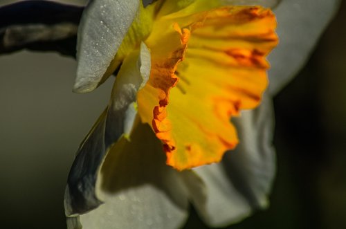daffodil  plants  spring