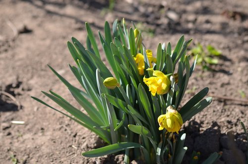 daffodil  yellow  flower