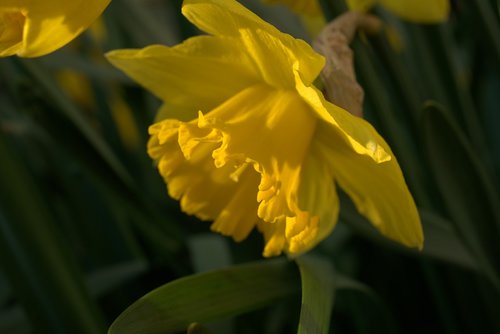 daffodil  narcissus  easter