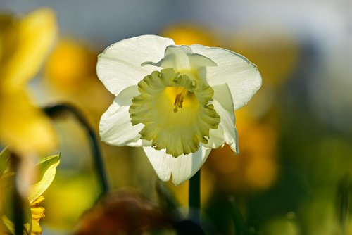 daffodil  flower  plant